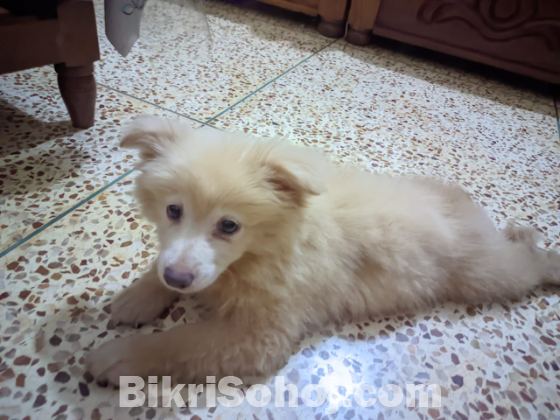 INDIAN SPITZ